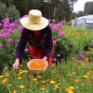 Self Sufficient Backyard – Live Off the Grid & Grow Your Own Food