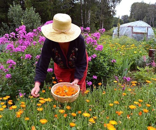 Self Sufficient Backyard – Live Off the Grid & Grow Your Own Food